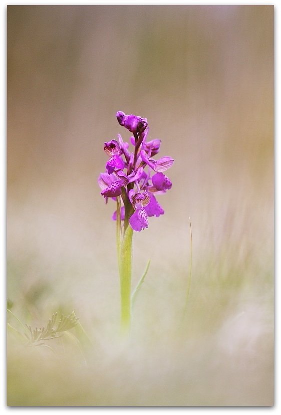 Anacamptis morio e Ophrys sphegodes