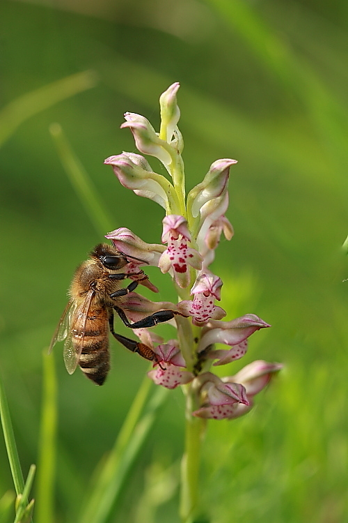 Ape su Anacamptis coriophora