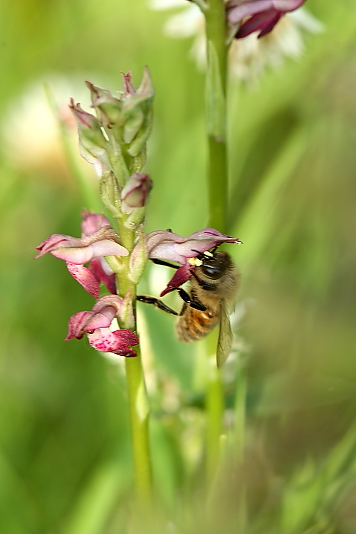 Ape su Anacamptis coriophora