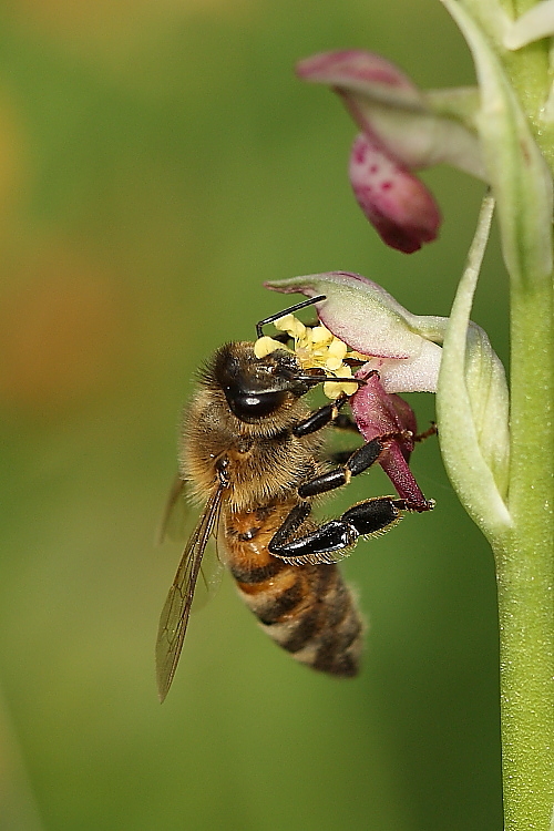 Ape su Anacamptis coriophora