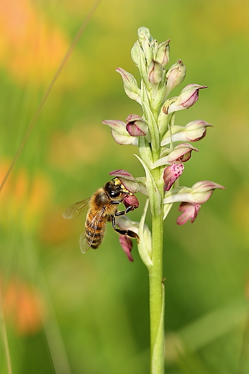 Ape su Anacamptis coriophora