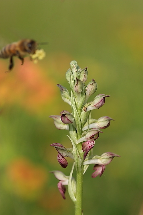 Ape su Anacamptis coriophora