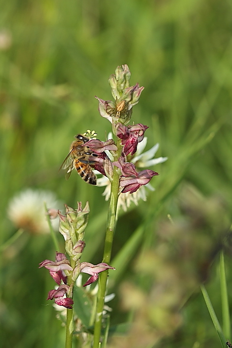 Ape su Anacamptis coriophora