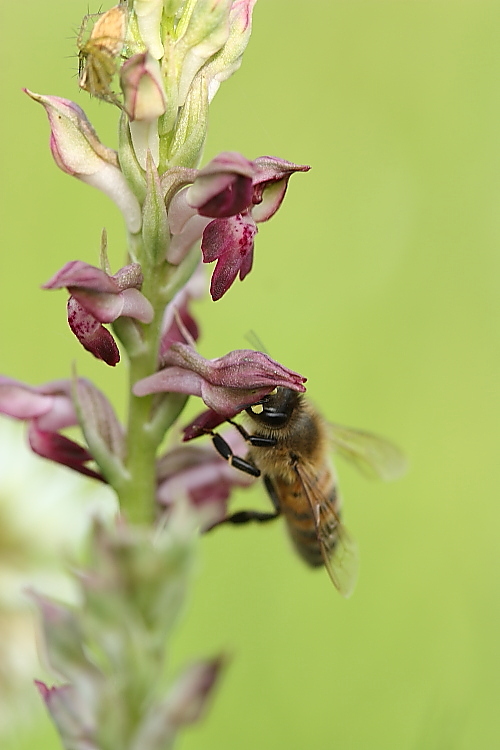 Ape su Anacamptis coriophora