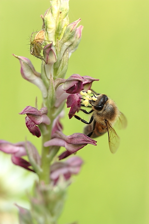 Ape su Anacamptis coriophora