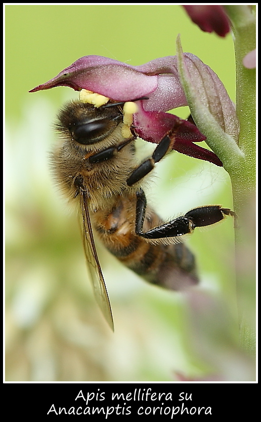 Ape su Anacamptis coriophora