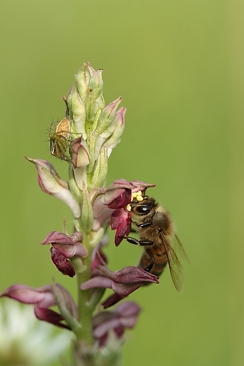 Ape su Anacamptis coriophora