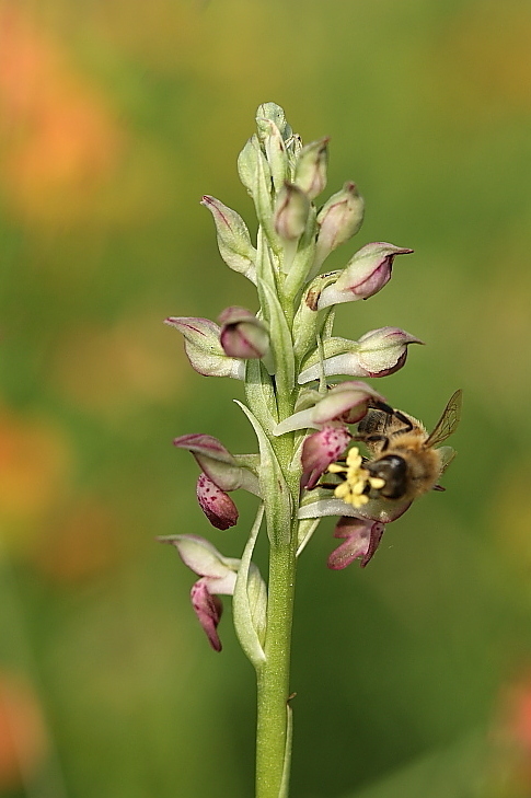 Ape su Anacamptis coriophora