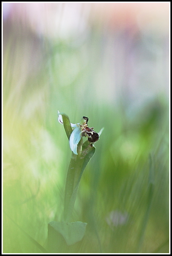 Ophrys apifera