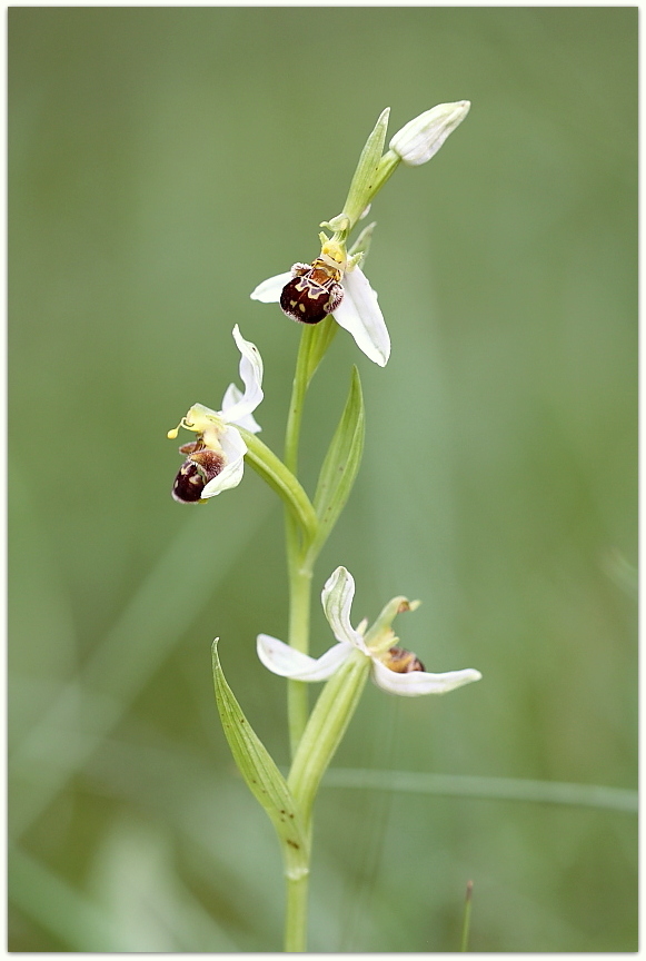 Ophrys tetraloniae, Epipactis muelleri e altro