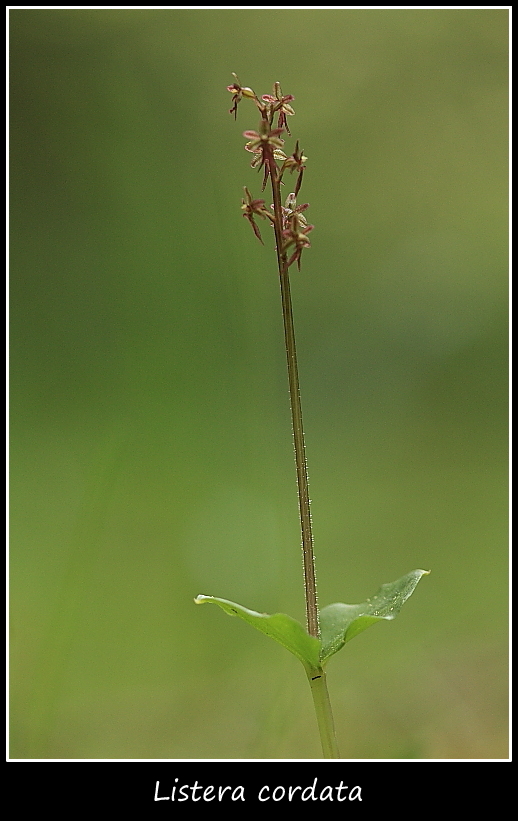 Listera cordata