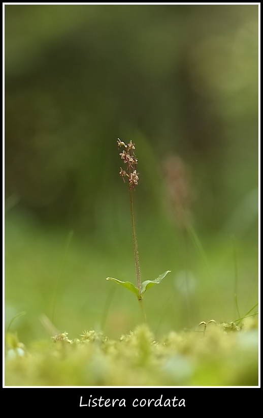 Listera cordata