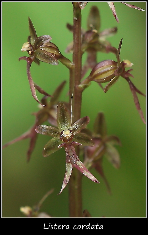 Listera cordata