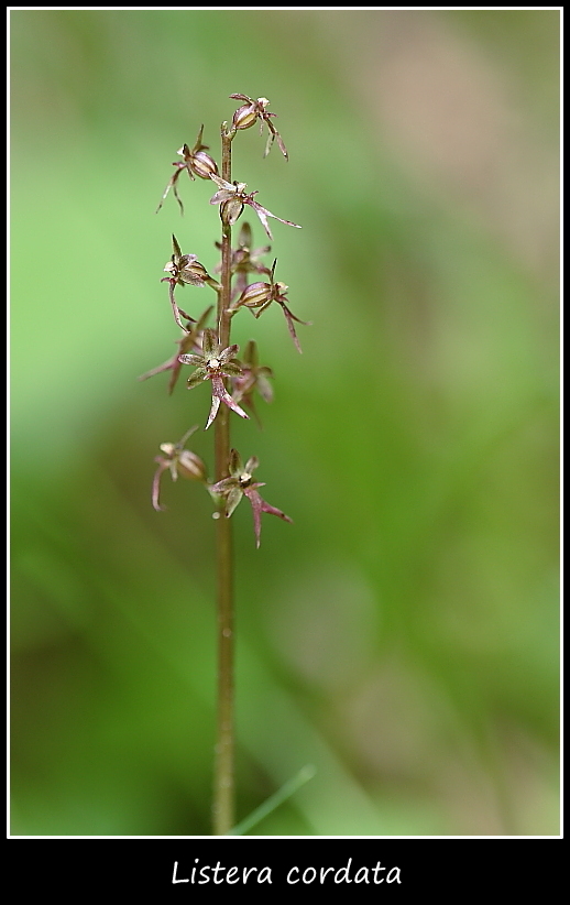 Listera cordata