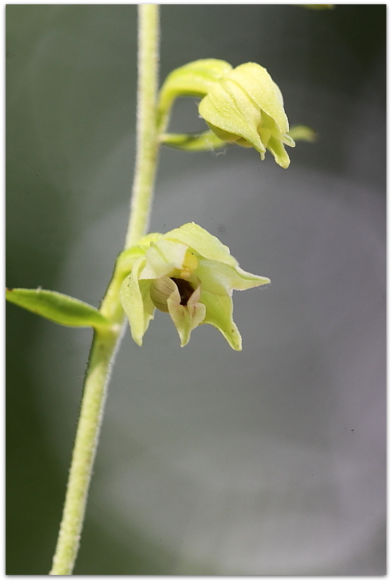 Ophrys tetraloniae, Epipactis muelleri e altro