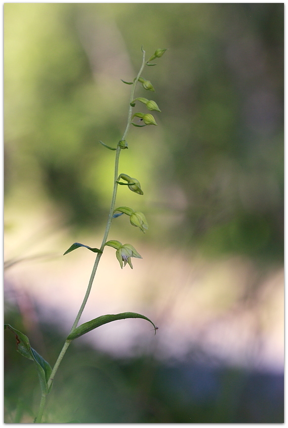 Ophrys tetraloniae, Epipactis muelleri e altro