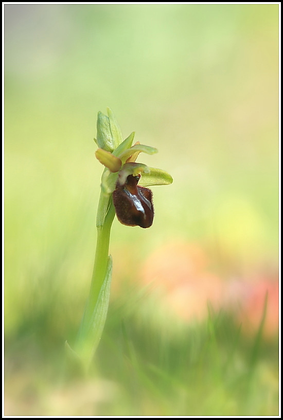 Ophrys sphegodes