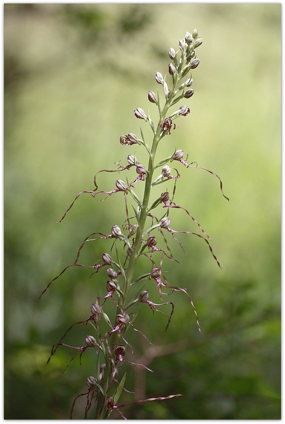 Ophrys tetraloniae, Epipactis muelleri e altro