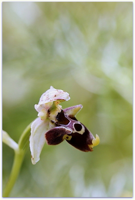Ophrys tetraloniae, Epipactis muelleri e altro