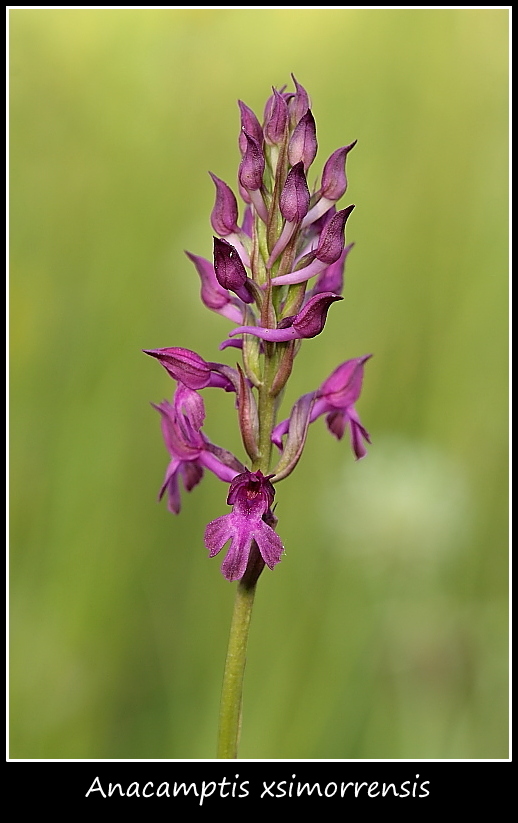 Anacamptis xsimorrensis