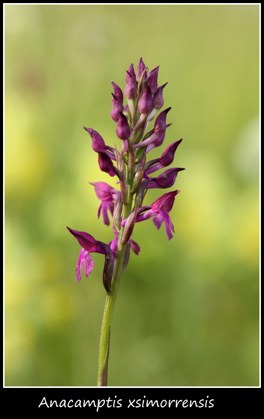 Anacamptis xsimorrensis