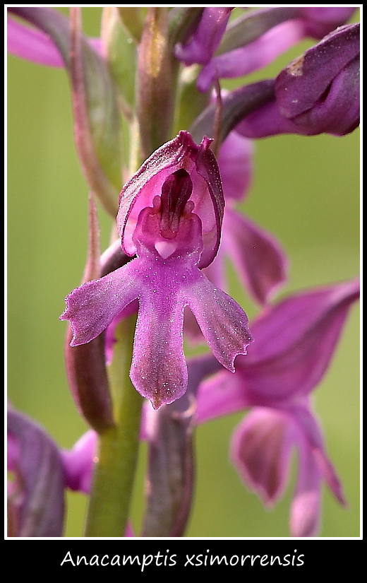 Anacamptis xsimorrensis