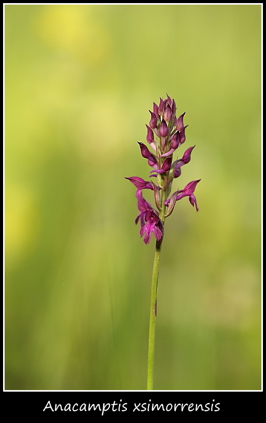 Anacamptis xsimorrensis