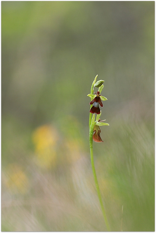 Ophrys insectifera