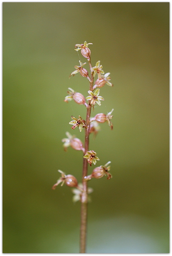 Orchidee dalla Carniche