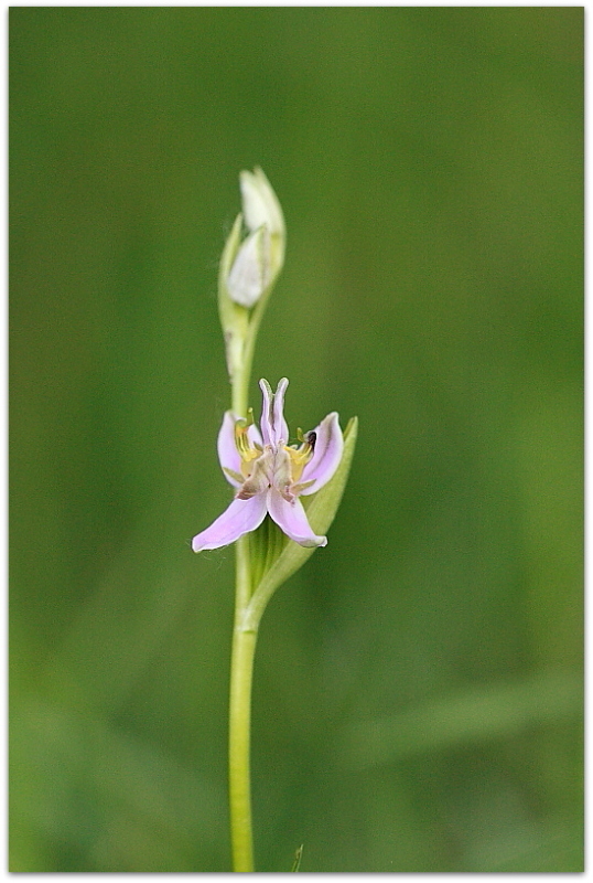 Lusus di Ophrys apifera tilaventina