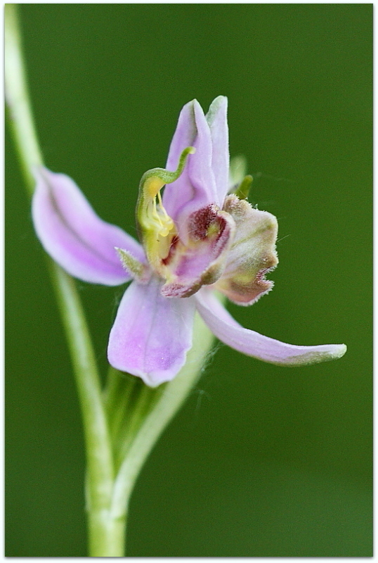 Lusus di Ophrys apifera tilaventina