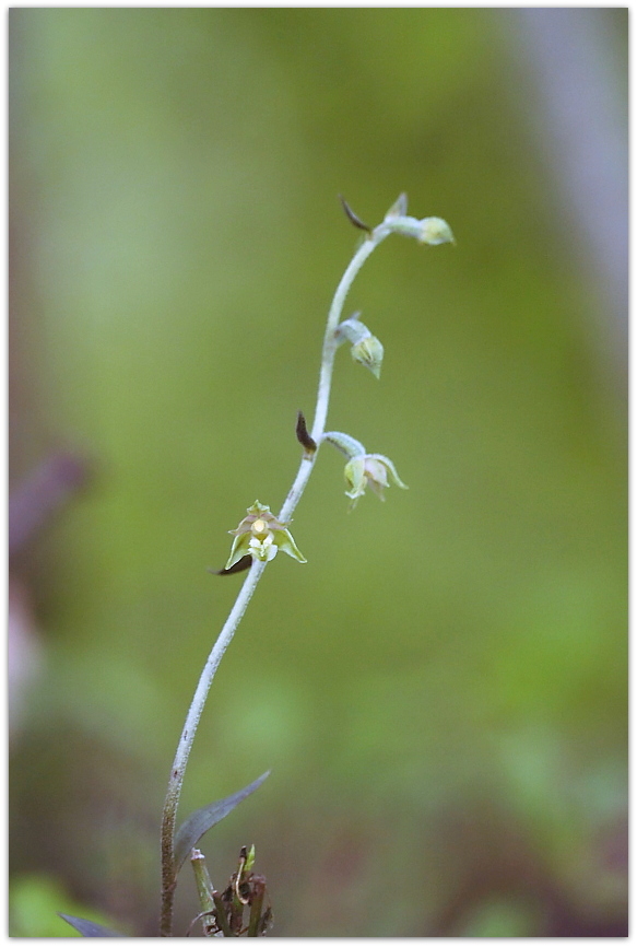 Ophrys tetraloniae, Epipactis muelleri e altro