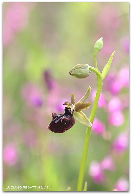 Orchidee dall''Istria