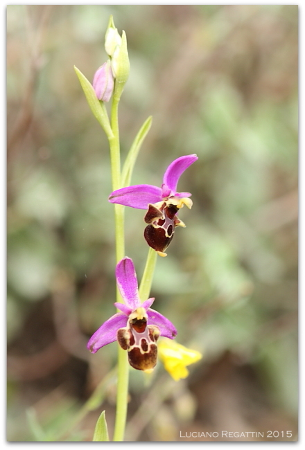 Orchidee dall''Istria
