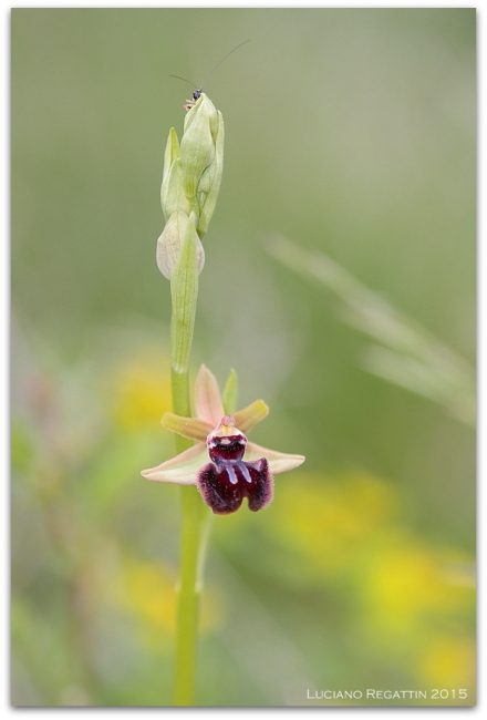 Orchidee dall''Istria