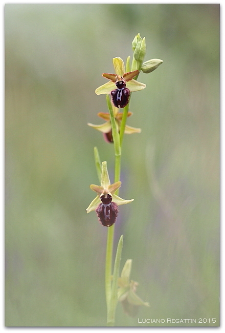 Orchidee dall''Istria