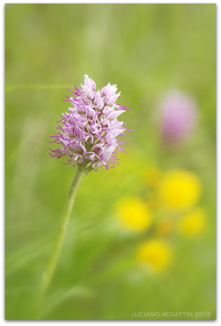 Orchidee dall''Istria