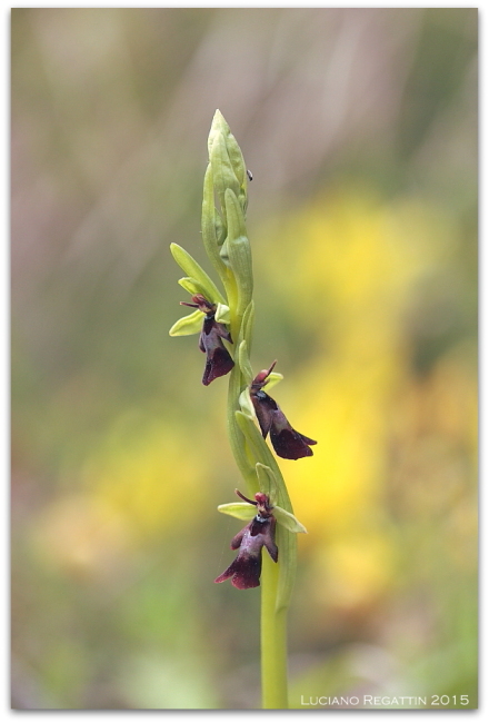 Orchidee dall''Istria