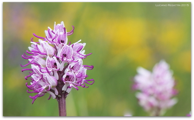 Orchidee dall''Istria