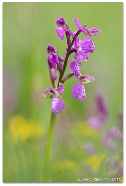 Orchidee dall''Istria