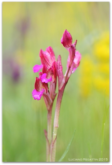 Orchidee dall''Istria