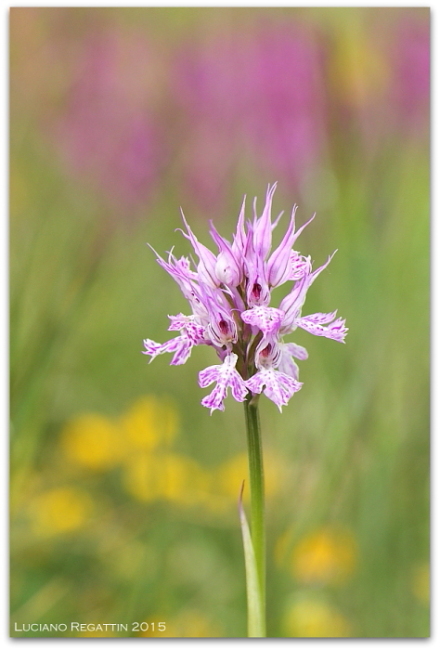 Orchidee dall''Istria