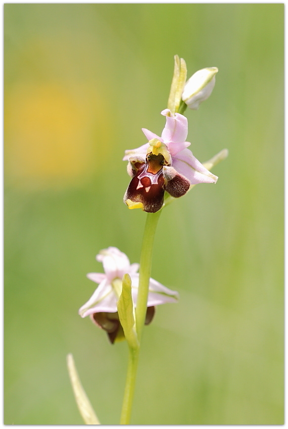 Ophrys tetraloniae, Epipactis muelleri e altro