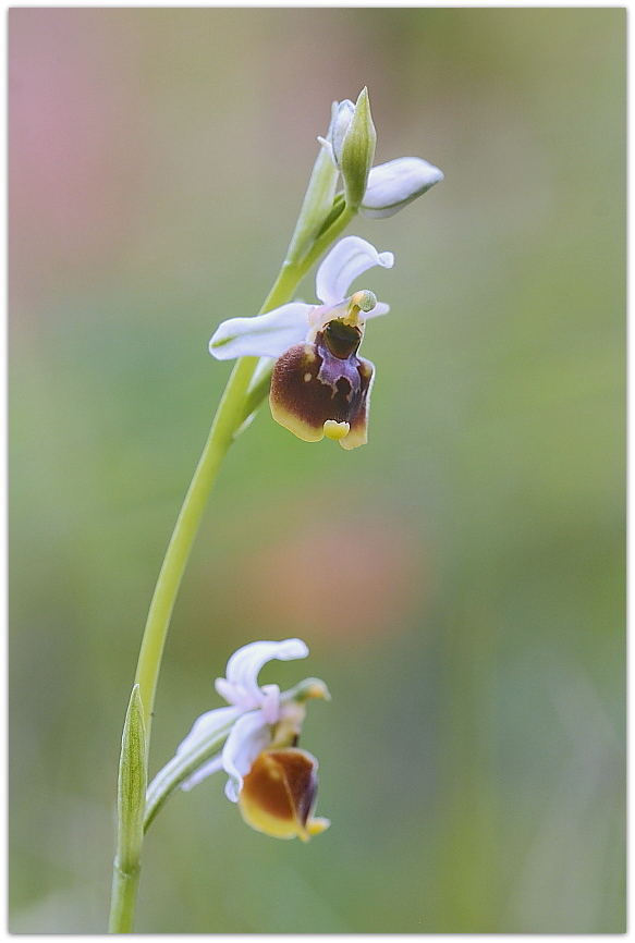 Ophrys tetraloniae, Epipactis muelleri e altro