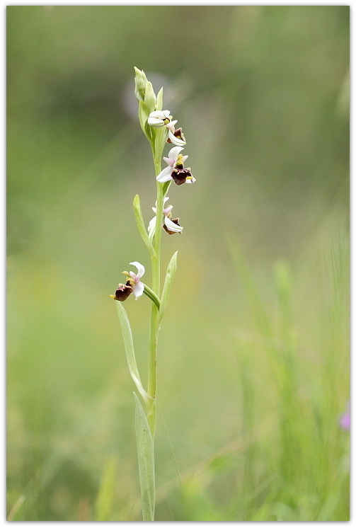 Ophrys tetraloniae, Epipactis muelleri e altro