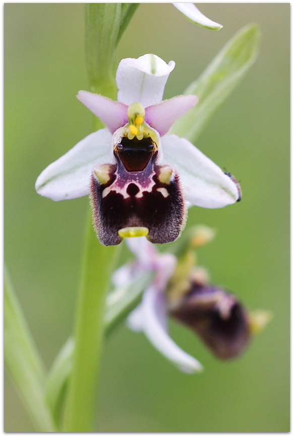 Ophrys tetraloniae, Epipactis muelleri e altro