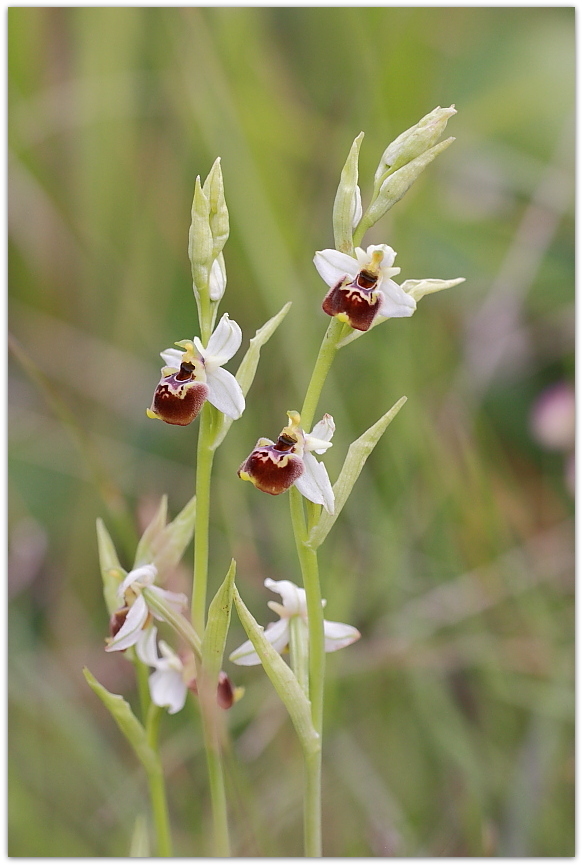 Ophrys tetraloniae, Epipactis muelleri e altro