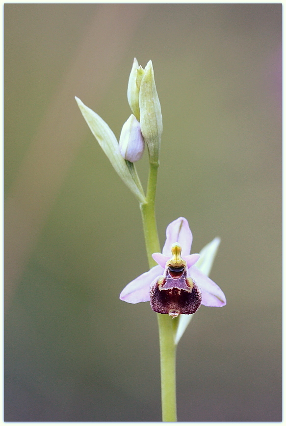 Ophrys tetraloniae, Epipactis muelleri e altro