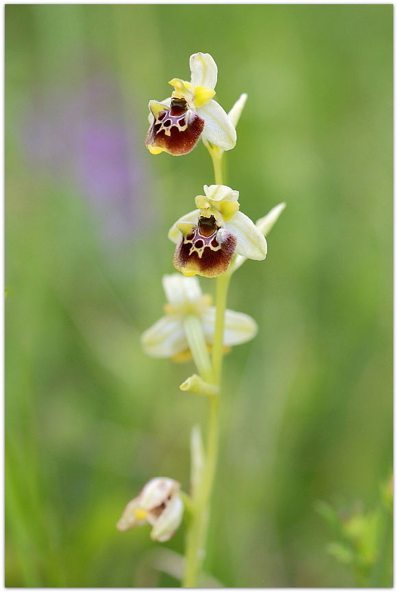 Ophrys tetraloniae, Epipactis muelleri e altro