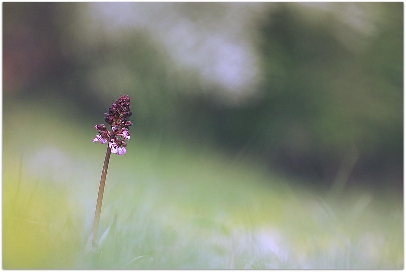 Simia e purpurea